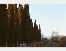 Filare di alti cipressi lungo il bordo di un vigneto con pali e fili di sostegno, in una campagna aperta. Sullo sfondo si vedono alberi spogli e colline o montagne lontane sotto un cielo sereno.