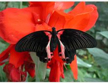 Primo piano di una farfalla nera con dettagli rosa sulle ali posata su un grande fiore rosso, con fogliame verde sfocato sullo sfondo.
