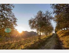 mdanesin_termeogd_7326