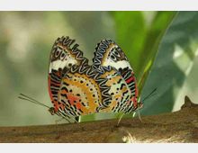 Primo piano di un ramo di legno in un’area naturale, con foglie verdi sfocate sullo sfondo. Due farfalle con ali multicolori sono posate sul ramo, con le ali chiuse e motivi marcati a bande e macchie.