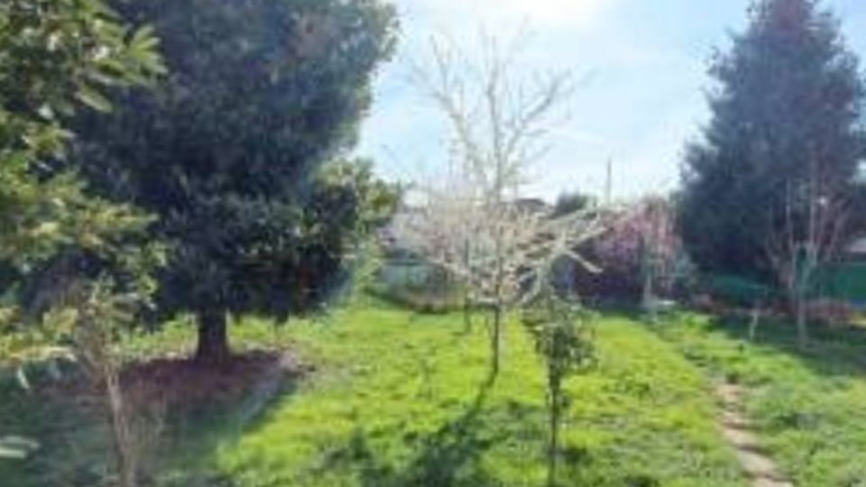 Giardino erboso in area residenziale con alberi alti e alcuni alberi giovani al centro, con una casetta sullo sfondo. A destra si vede un sentiero di terra che attraversa il prato.