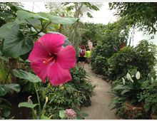 Sentiero in una serra o giardino botanico tropicale, circondato da vegetazione fitta con palme e piante a foglia larga. In primo piano spicca un grande fiore di ibisco rosa, con ai lati aiuole e piante in vaso lungo il percorso.