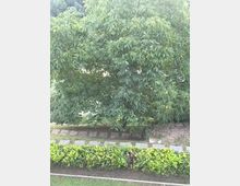 Grande albero con fogliame denso che sovrasta un vialetto di lastre di pietra, affiancato da una siepe curata e aiuole erbose.