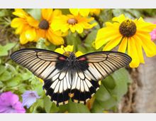 Primo piano di un’aiuola in giardino con fiori gialli simili a margherite e foglie verdi; al centro si vede una grande farfalla bianco-nera con ali aperte.