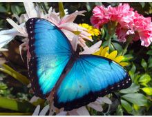 Primo piano di una farfalla dalle ali blu iridescenti con bordi scuri posata su un gruppo di fiori, con corolle rosa e gialle e fogliame verde sullo sfondo.