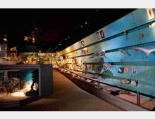 museo-storia-naturale-archivio-musei-civici-verona-1