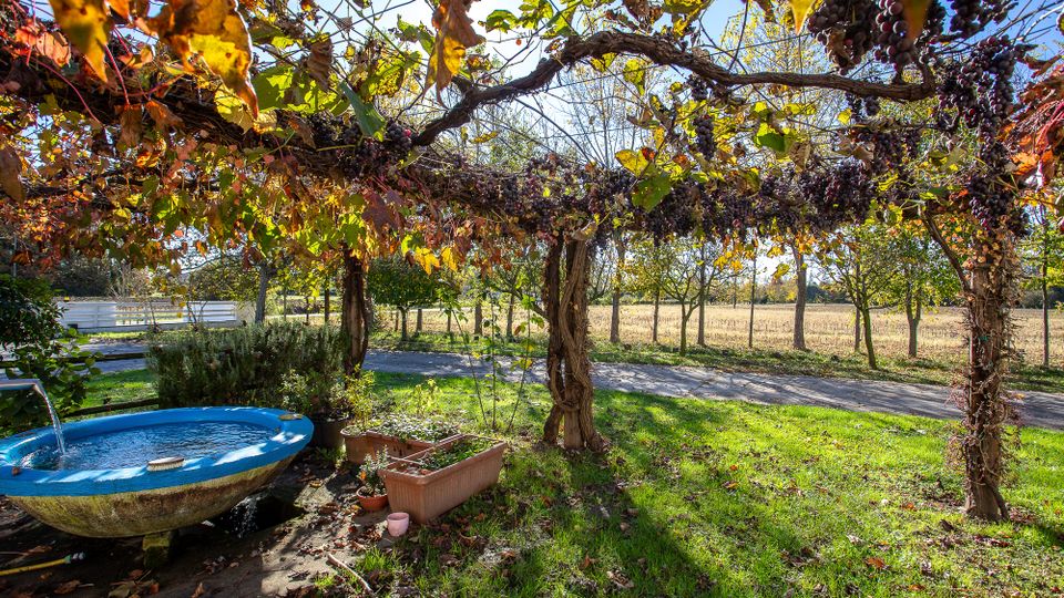 Pergolato rustico in giardino con tralci di vite e grappoli d’uva pendenti, sopra un prato verde. In primo piano c’è una vasca circolare azzurra con acqua e alcune fioriere, con un vialetto e campi alberati sullo sfondo.