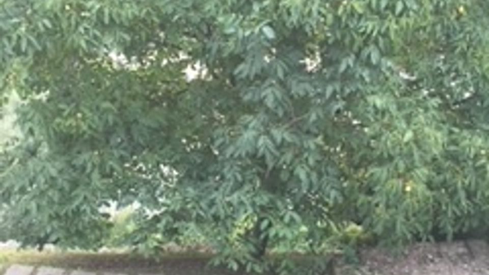 Grande albero con fogliame denso che sovrasta un vialetto di lastre di pietra, affiancato da una siepe curata e aiuole erbose.