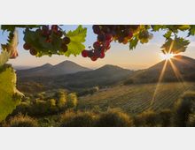 mdanesin_mosvitcopertinadef_8617