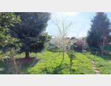 Giardino erboso in area residenziale con alberi alti e alcuni alberi giovani al centro, con una casetta sullo sfondo. A destra si vede un sentiero di terra che attraversa il prato.