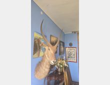 Interno di una stanza con pareti blu e soffitto bianco, decorata con un trofeo di testa di antilope dalle lunghe corna montato a parete. Sotto, un tavolino in legno con un vaso di fiori e vari quadri e cornici appesi e appoggiati lungo la parete.
