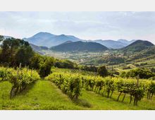 mdanesin_termeogd_4738