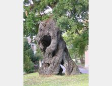 olympus-digital-camera-3