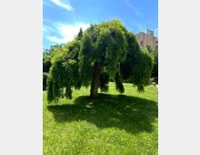 sophora-japonica-pendula