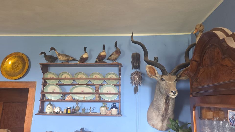 Parete interna azzurra di una stanza con mensola in legno che espone piatti decorati e oggetti domestici, con uccelli impagliati sopra. A destra è montata una testa tassidermizzata di antilope con grandi corna, accanto a una maschera e un orologio a cucù, con un mobile vetrina in legno nell’angolo.