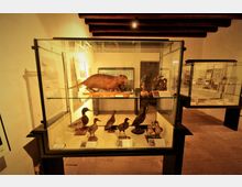 villa-beatrice-butterfly-arc-5