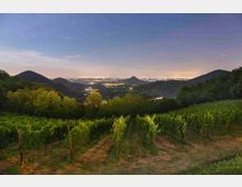 mdanesin_termeogd_2268